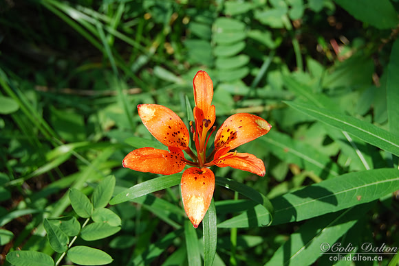 Western Wood Lily