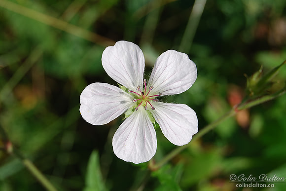 Flowering Northern Grass-of-Parnassus