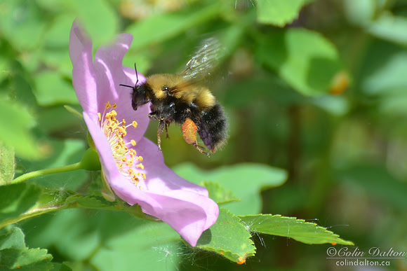 Coming in to land