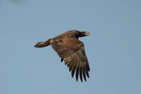 Young Bald Eagle