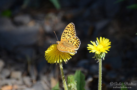 Fritillary