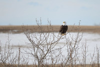 Perched